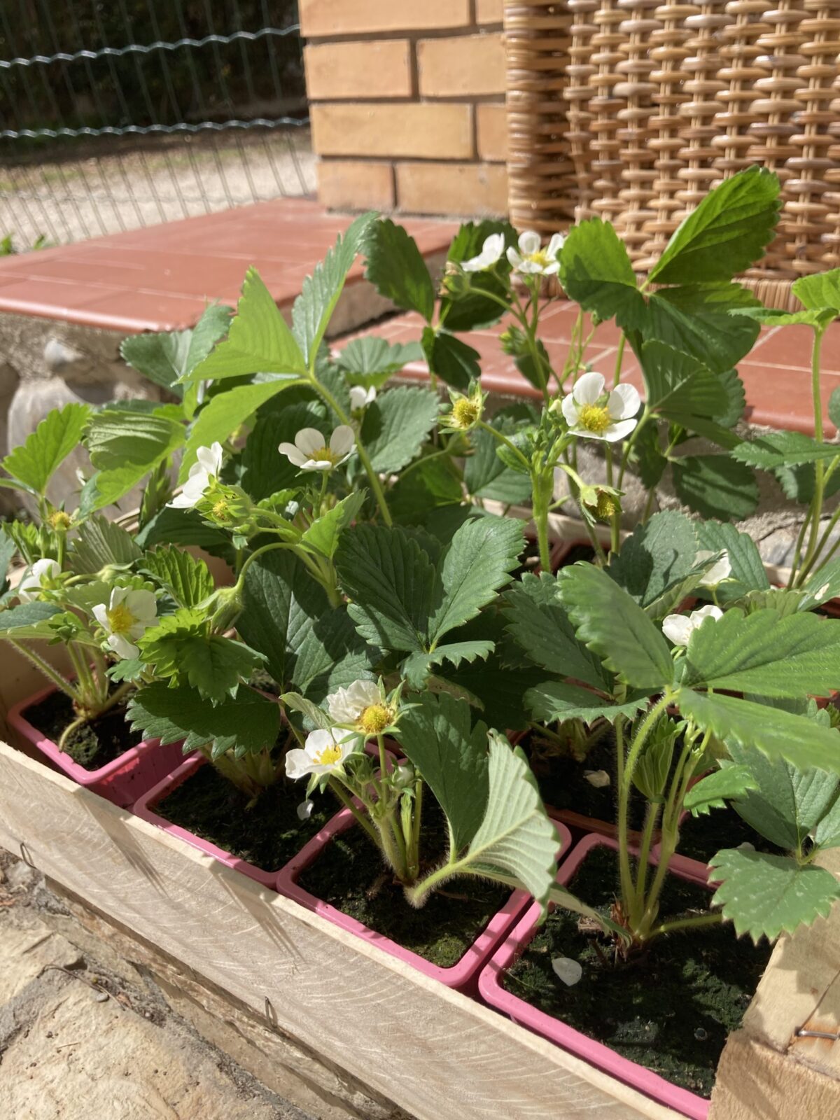 Potager école La Découverte