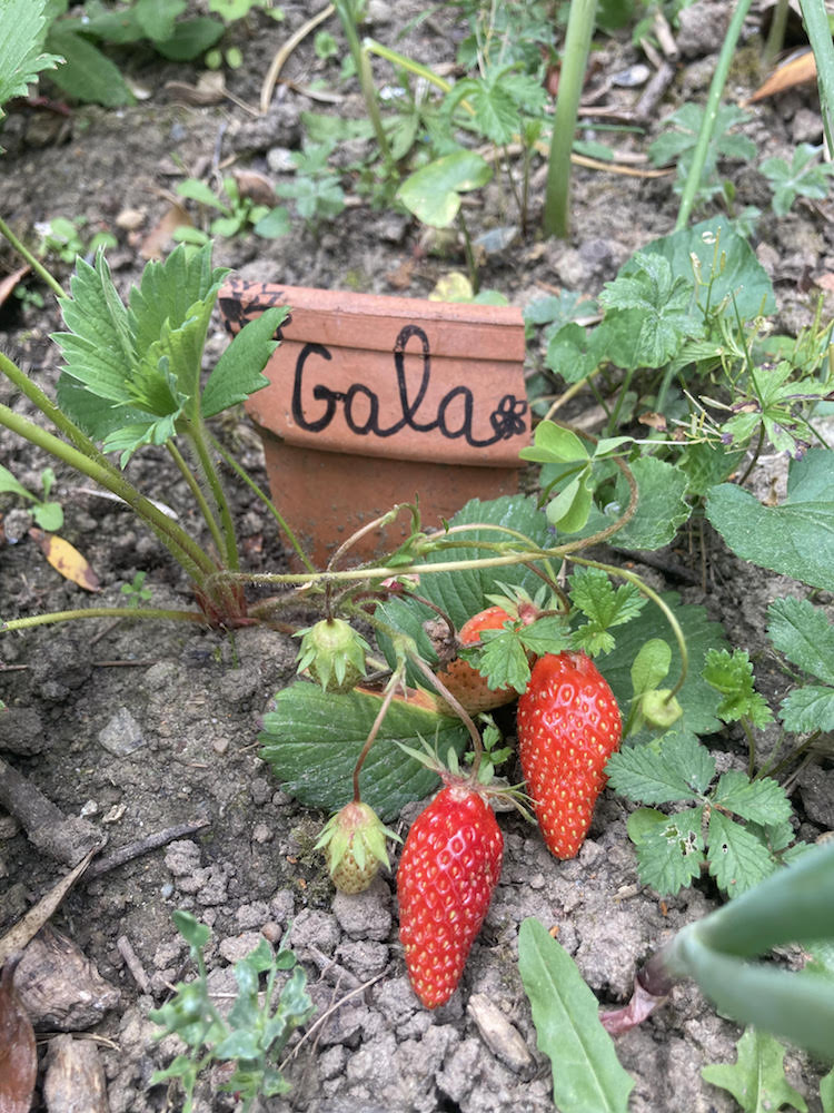 Des fraises à l'école La Découverte